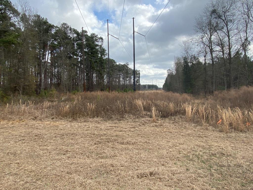 Low Country Timber Photo