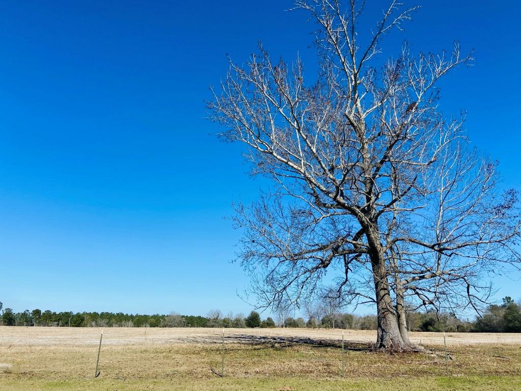 Stoney Bluff Mini Farm Photo