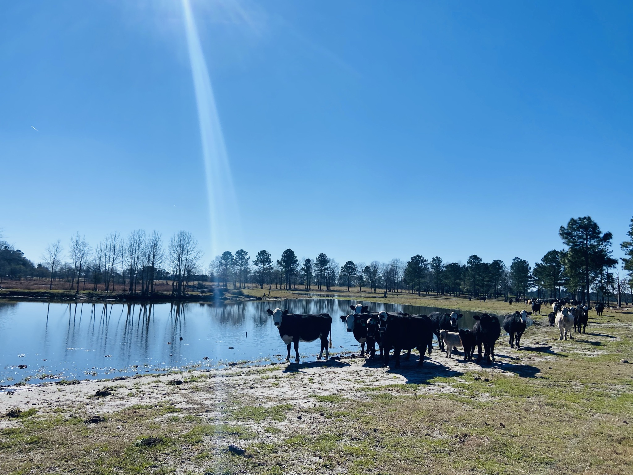 Stoney Bluff Mini Farm Photo