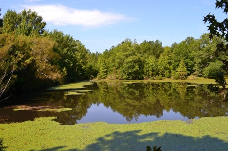 Olive Grove Pond