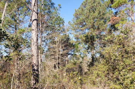 Ash Branch Homesite