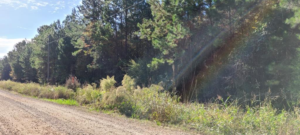 Oconee Forest Road Photo