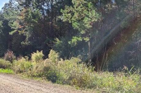 Oconee Forest Road