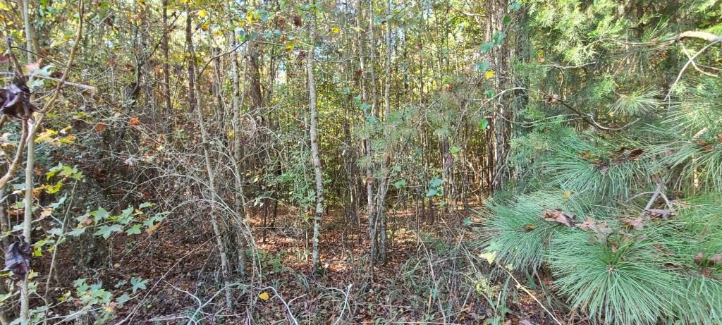 Oconee Forest Road Photo