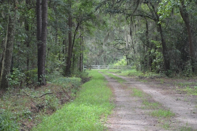 Pintail Plantation Photo