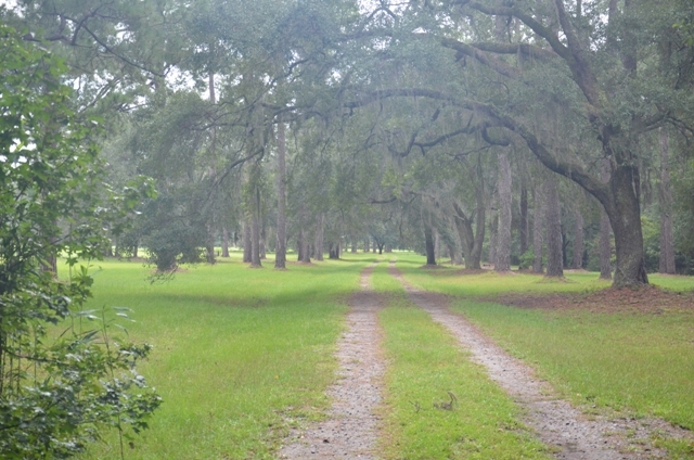 Pintail Plantation Photo