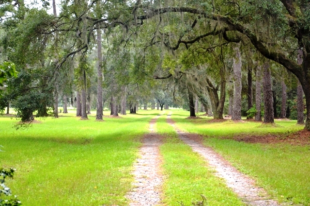 Pintail Plantation Photo