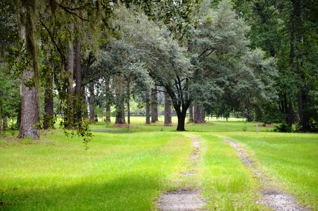 Pintail Plantation Photo