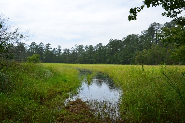 Pintail Plantation Photo