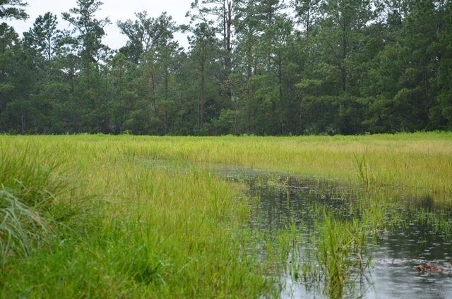 Pintail Plantation Photo