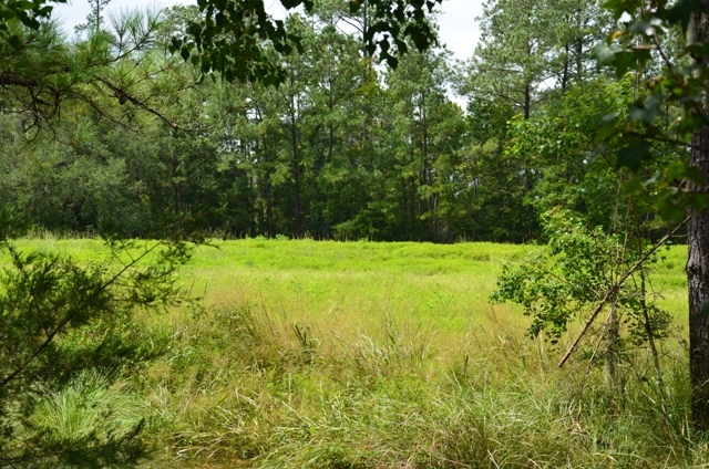 Pintail Plantation Photo