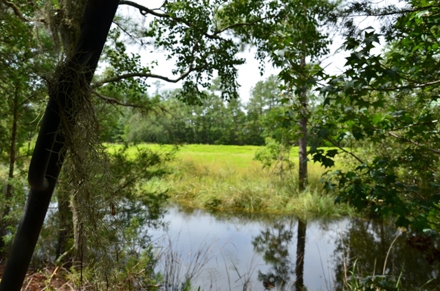 Pintail Plantation Photo