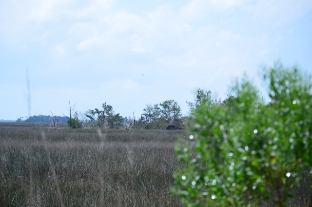 Pintail Plantation Photo