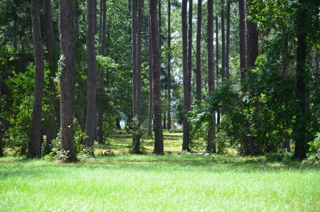 Pintail Plantation Photo