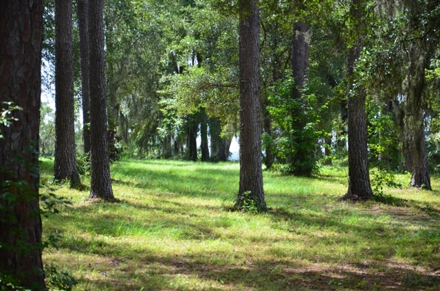 Pintail Plantation Photo