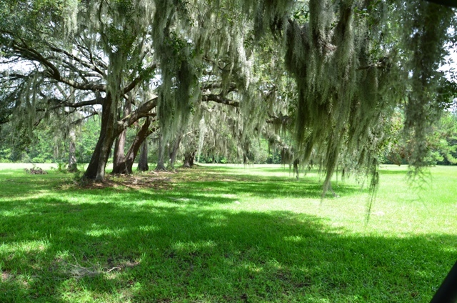 Pintail Plantation Photo