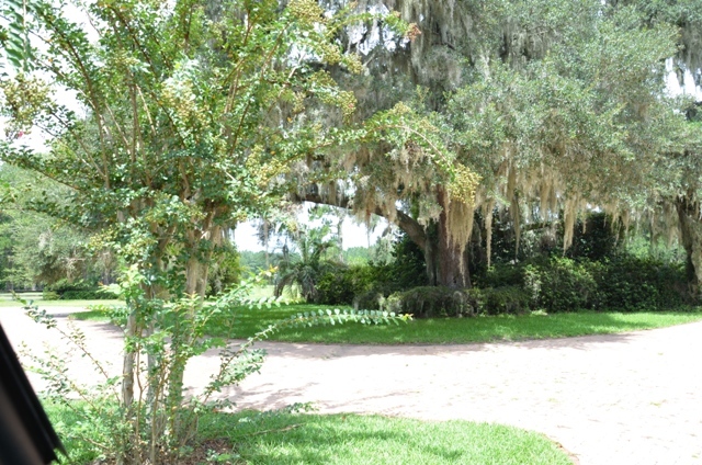 Pintail Plantation Photo