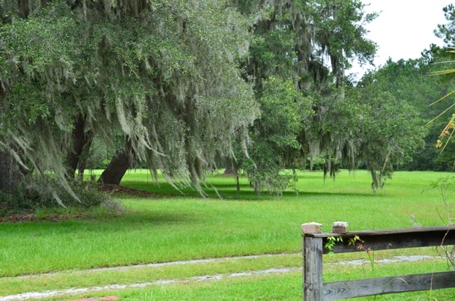 Pintail Plantation Photo