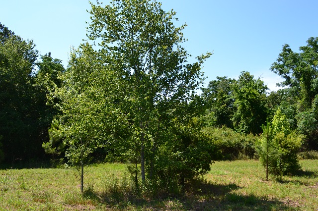 Evergreen Lane Photo