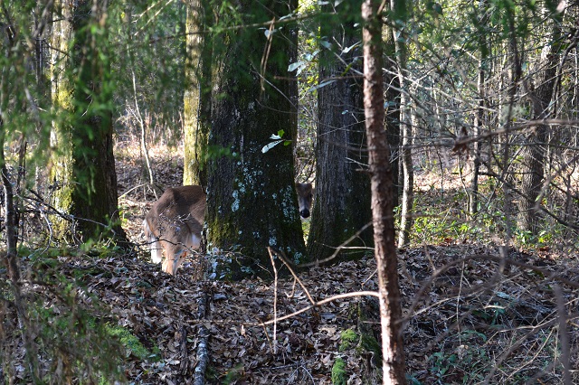 Sandy Hill Creek Photo