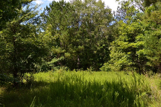 Ulcohatchee Creek Photo