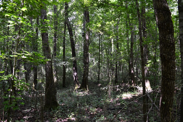 Ulcohatchee Creek Photo