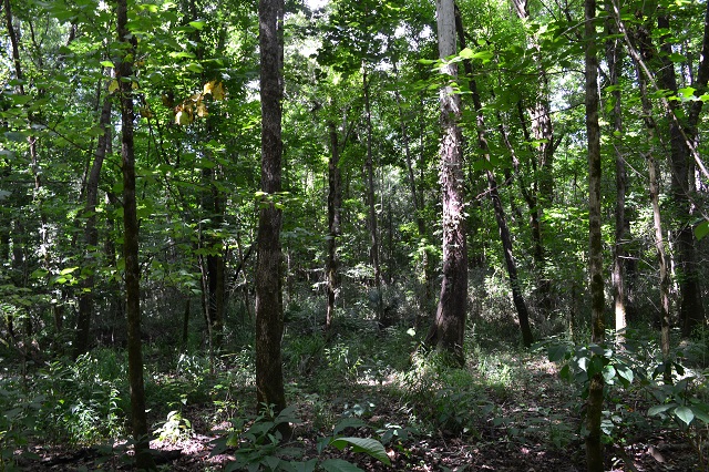 Ulcohatchee Creek Photo