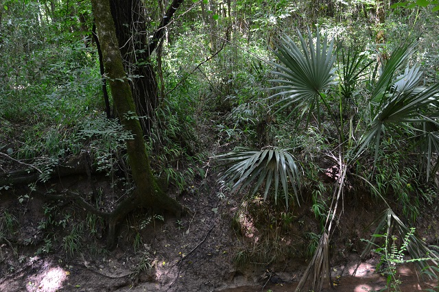 Ulcohatchee Creek Photo