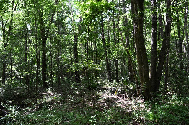 Ulcohatchee Creek Photo