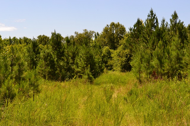 Ulcohatchee Creek Photo