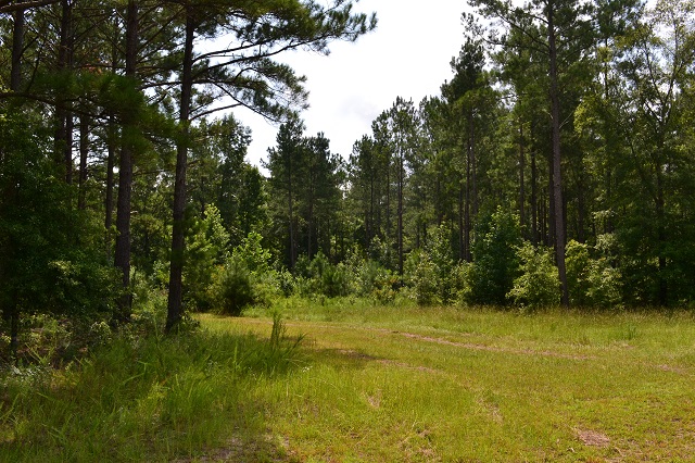 Patsiliga Creek Photo