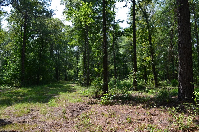 Patsiliga Creek Photo