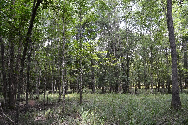 Patsiliga Creek Photo