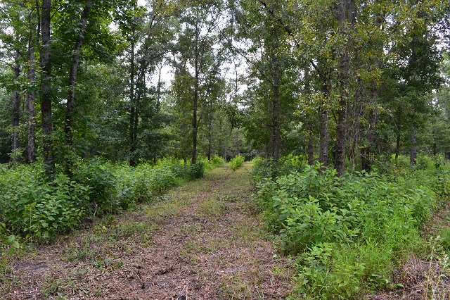 Patsiliga Creek Photo