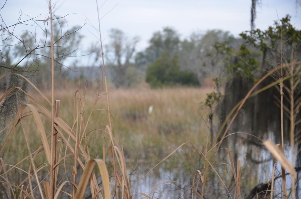 Bern Plantation Photo