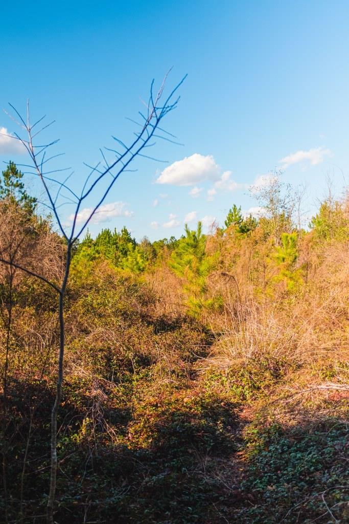 Belcher Branch Photo