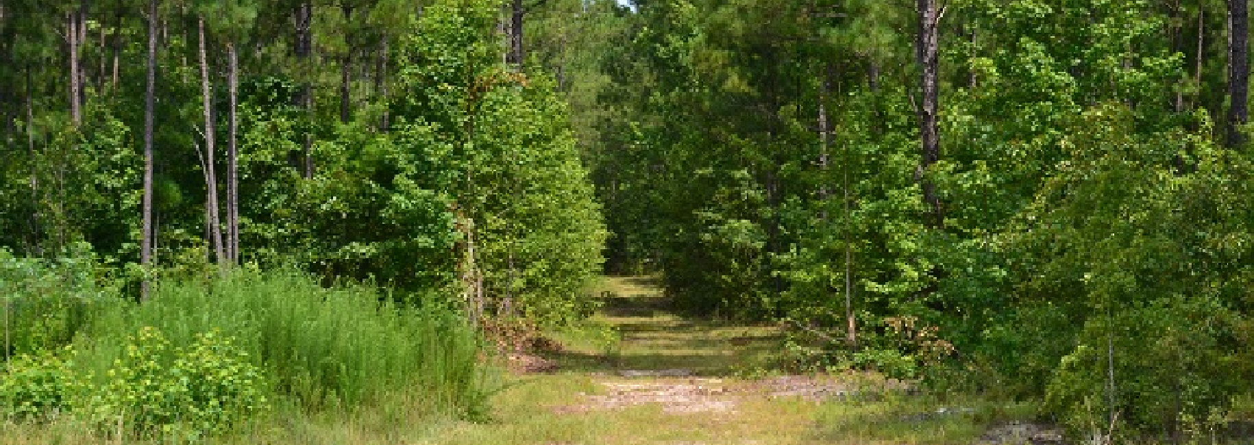 Patsiliga Creek Main Photo