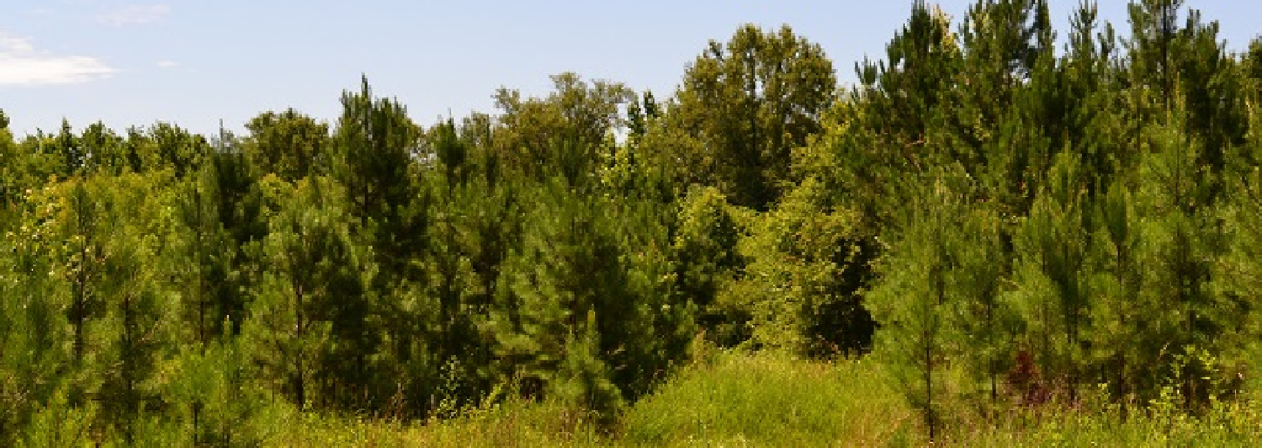 Ulcohatchee Creek Main Photo