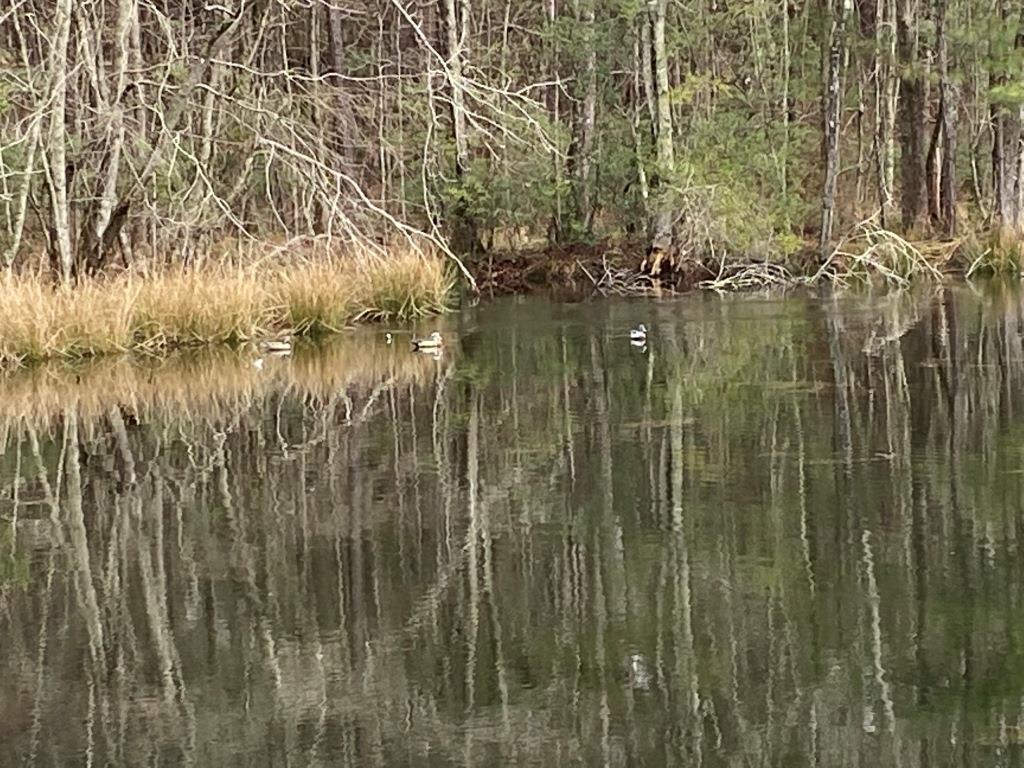 Twin Oaks Pond Photo