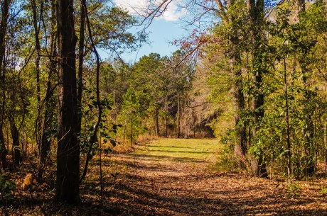 Belcher Branch