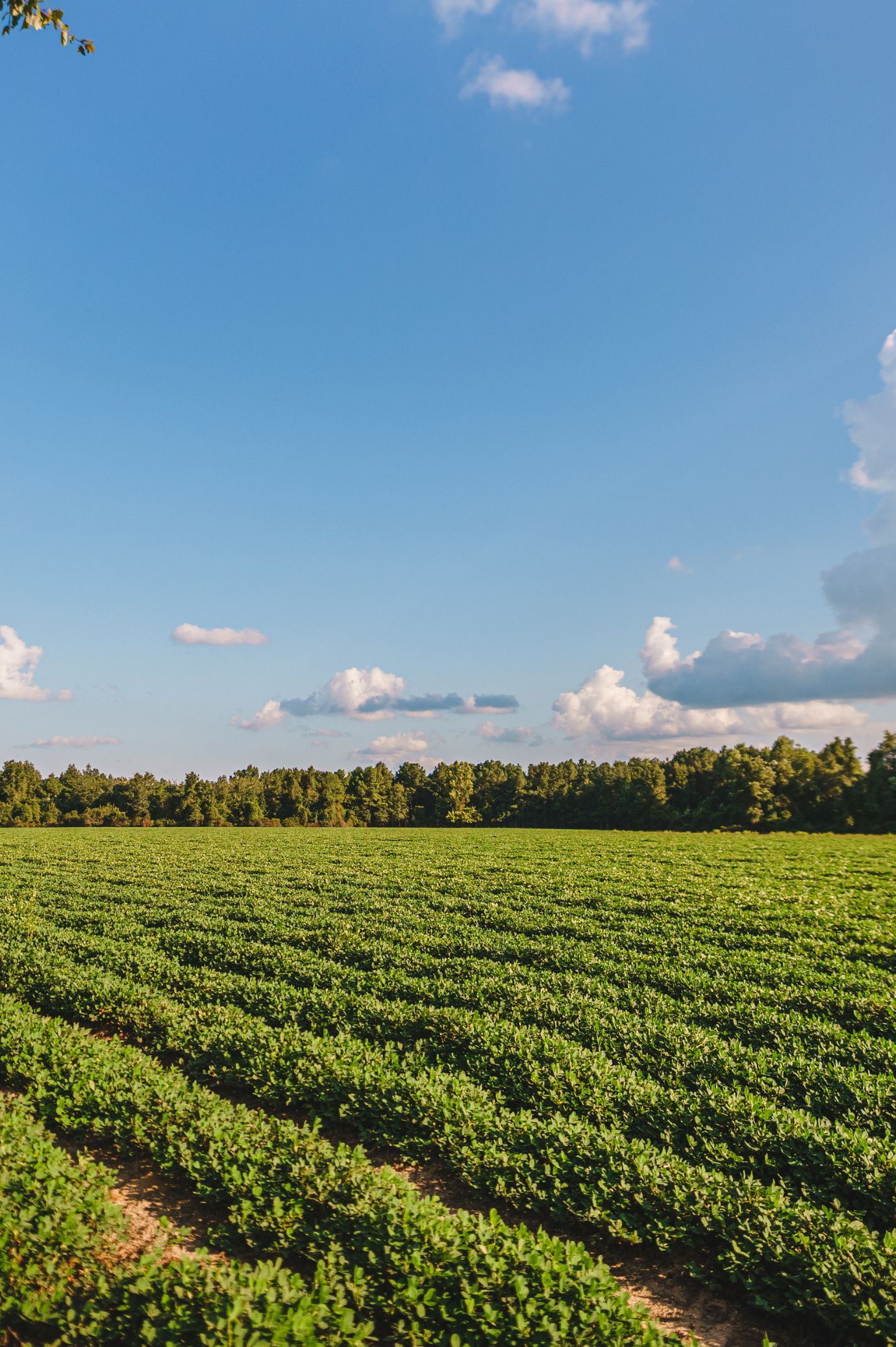 Farms