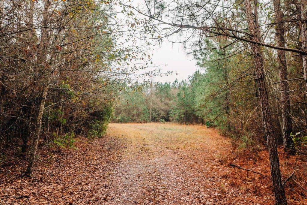 Old Happy Pines Photo