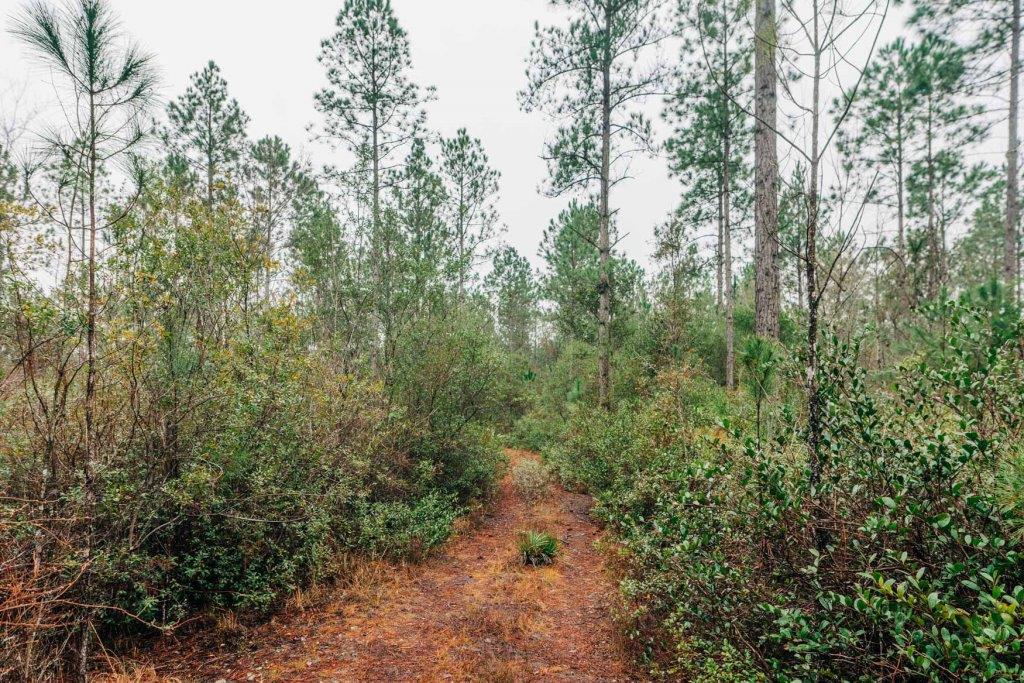 Old Happy Pines Photo