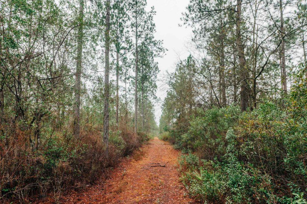 Old Happy Pines Photo