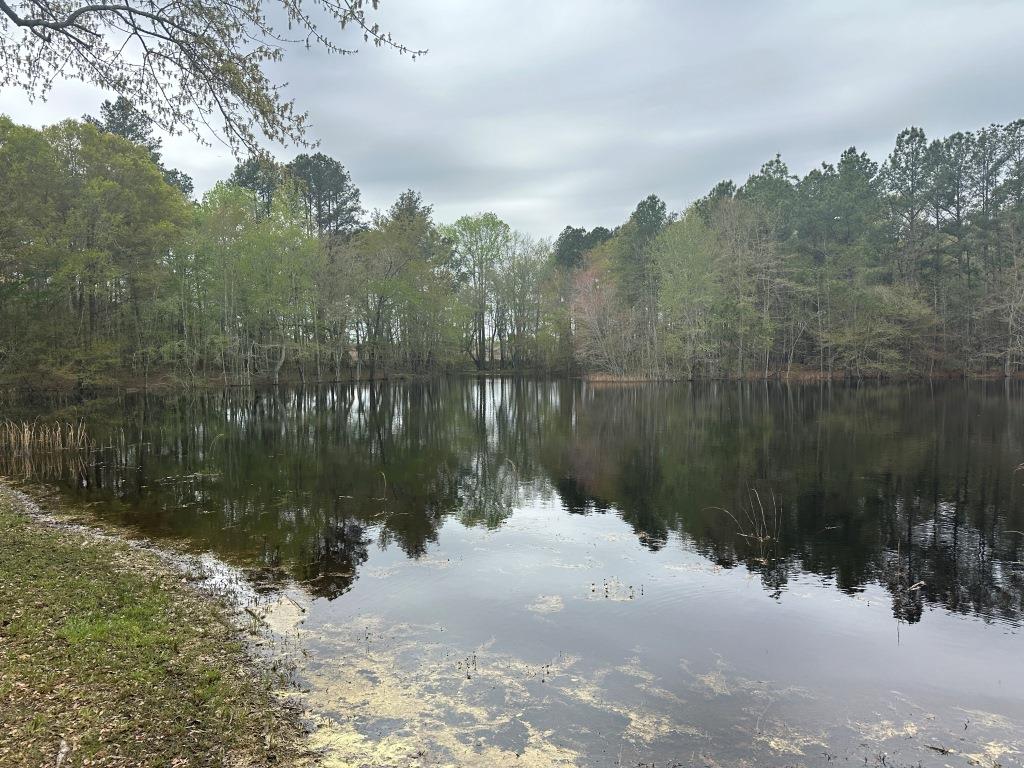 Mulberry Pond Photo