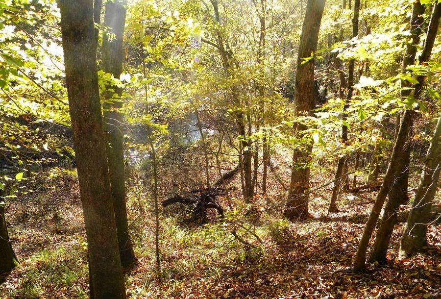 Beaver Dam Pond Photo