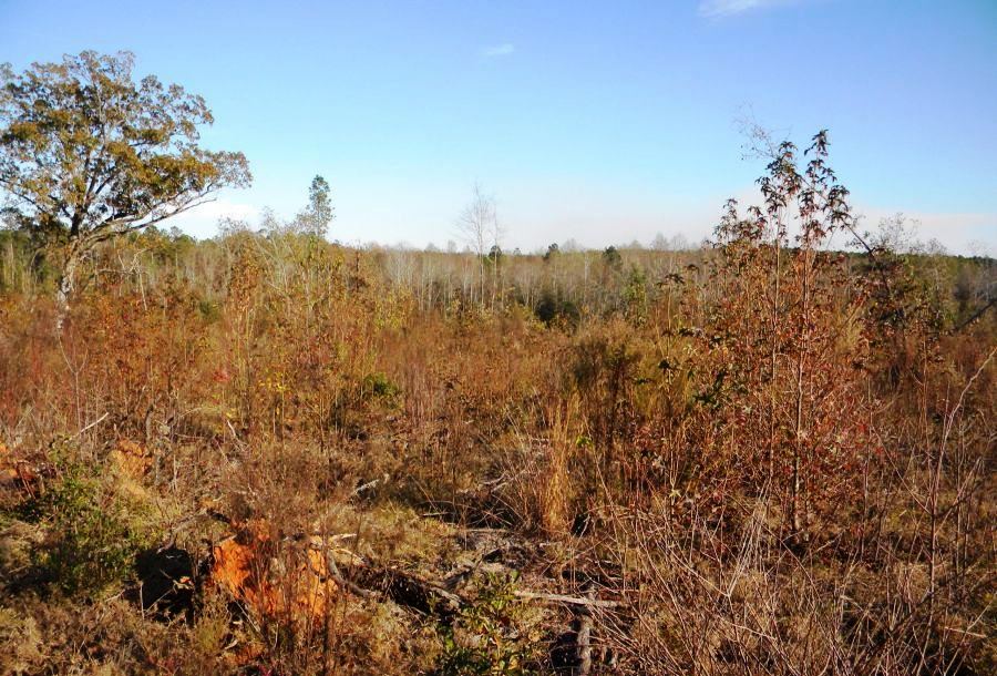 Beaver Dam Pond Photo