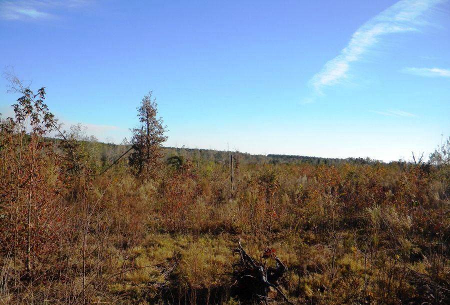 Beaver Dam Pond Photo