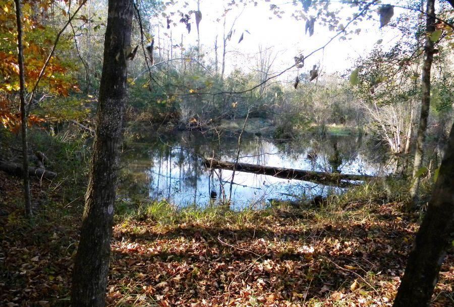 Beaver Dam Pond Photo