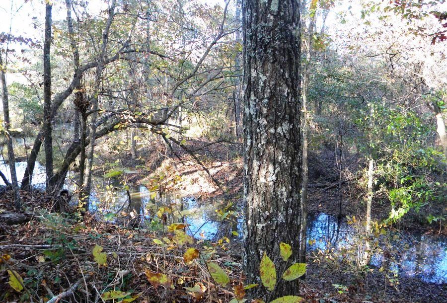 Beaver Dam Pond Photo